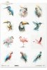 zimorodek, kakadu, tukan, koliber, akwarela, flaming, papuga, turako*kingfisher, cockatoo, toucan, hummingbird, watercolor, flamingo, parrot, turaco